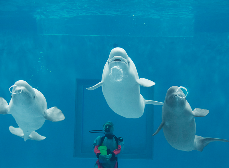 しまね海洋館アクアス2